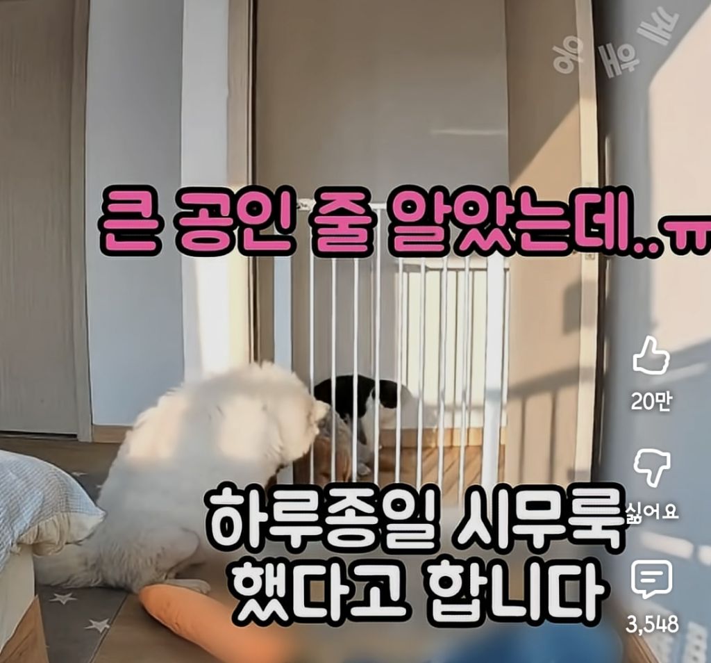 퇴근하니 우리 집 강아지가 눈치를 보며 축 처져있다 | 인스티즈