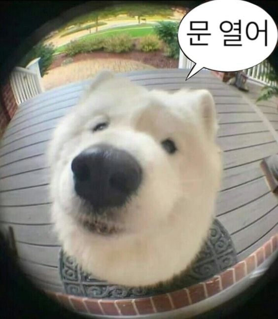 웃기고 하찮은 동물+말풍선 짤 모음 | 인스티즈