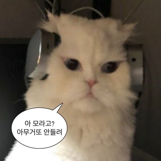 웃기고 하찮은 동물+말풍선 짤 모음 | 인스티즈