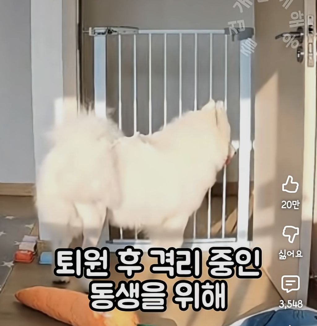 퇴근하니 우리 집 강아지가 눈치를 보며 축 처져있다 | 인스티즈