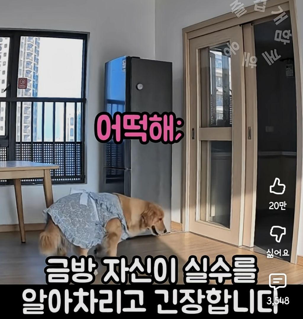퇴근하니 우리 집 강아지가 눈치를 보며 축 처져있다 | 인스티즈