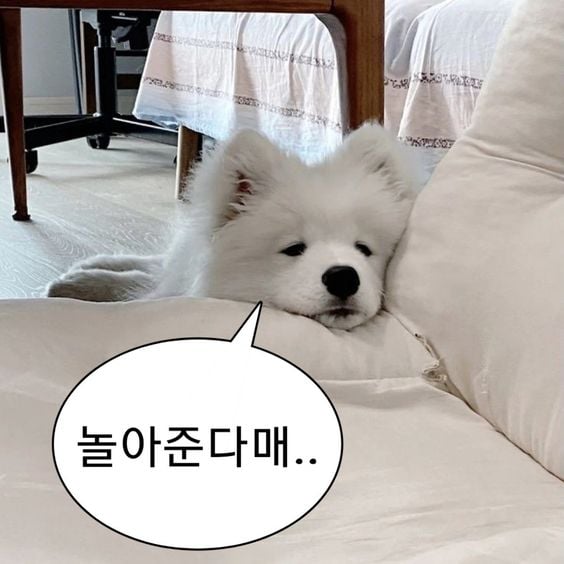 웃기고 하찮은 동물+말풍선 짤 모음 | 인스티즈