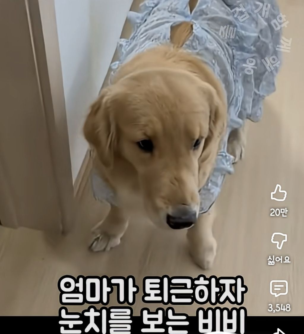 퇴근하니 우리 집 강아지가 눈치를 보며 축 처져있다 | 인스티즈