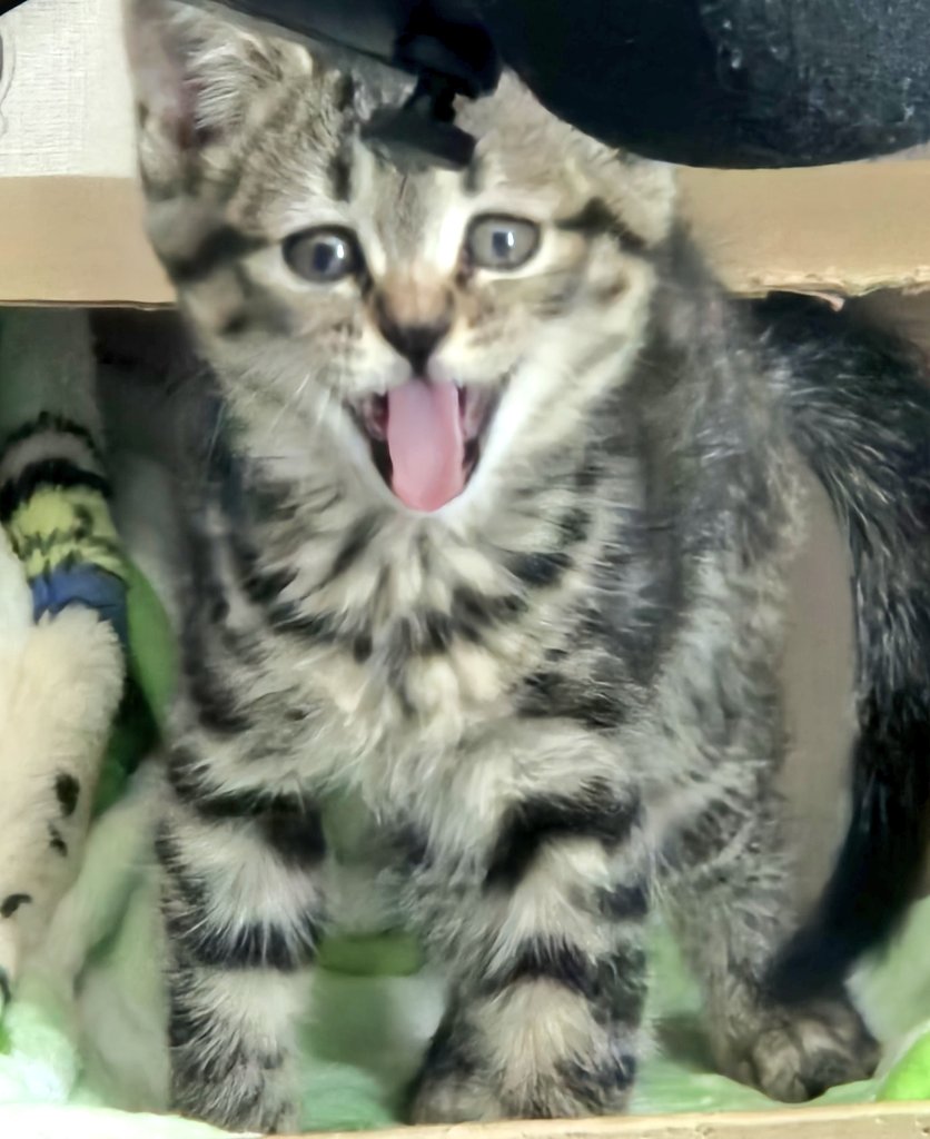 생후 3개월 이상의 고양이가 되기 위한 여정 | 인스티즈
