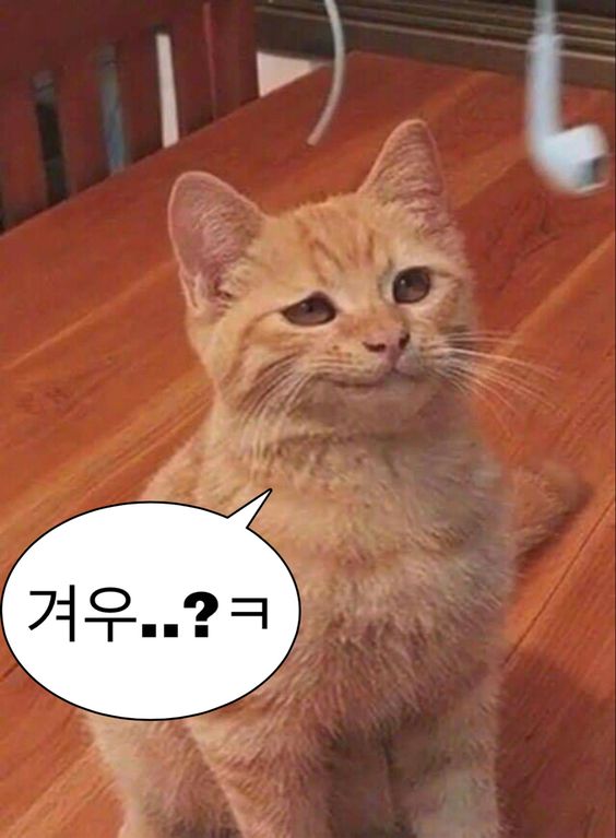 웃기고 하찮은 동물+말풍선 짤 모음 | 인스티즈