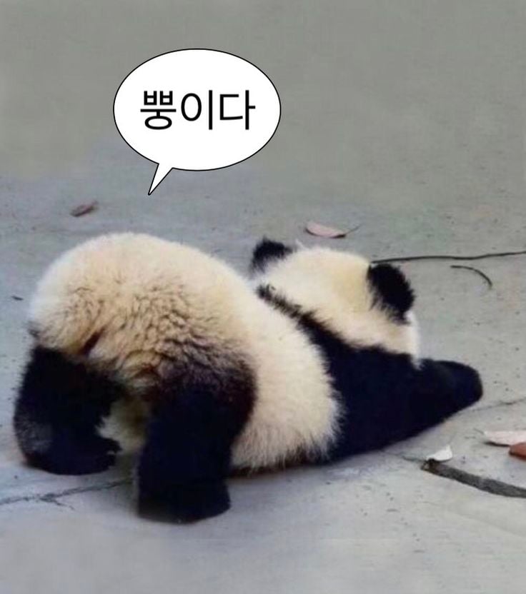 웃기고 하찮은 동물+말풍선 짤 모음 | 인스티즈