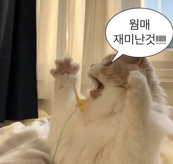 웃기고 하찮은 동물+말풍선 짤 모음 | 인스티즈