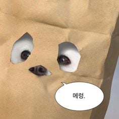 웃기고 하찮은 동물+말풍선 짤 모음 | 인스티즈