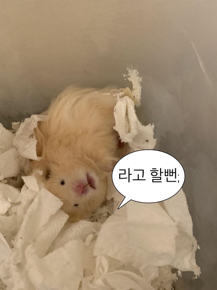 웃기고 하찮은 동물+말풍선 짤 모음 | 인스티즈