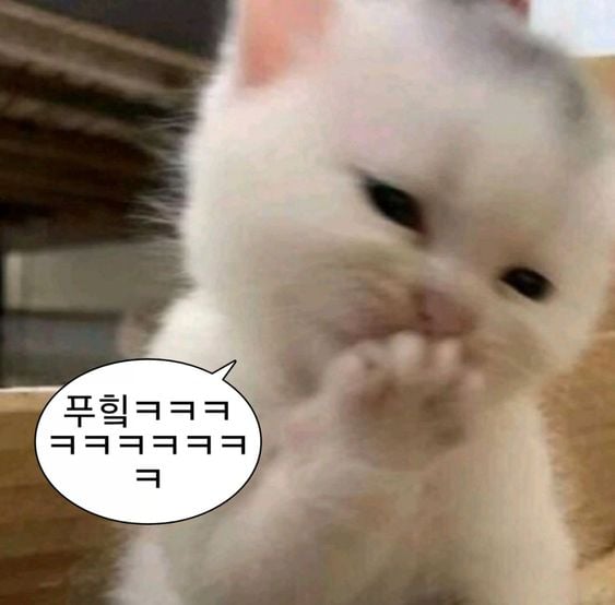 웃기고 하찮은 동물+말풍선 짤 모음 | 인스티즈