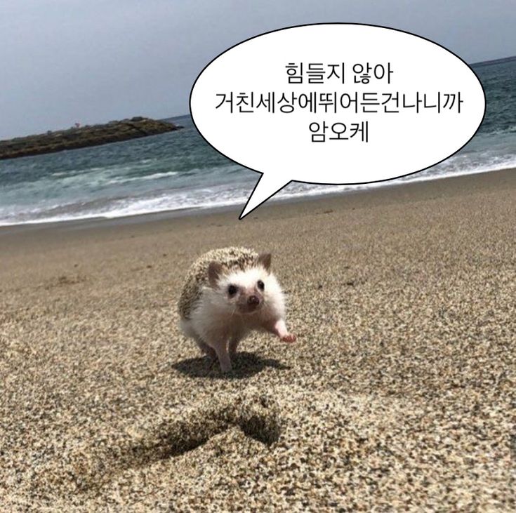 웃기고 하찮은 동물+말풍선 짤 모음 | 인스티즈