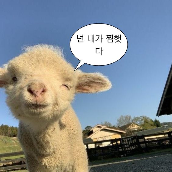 웃기고 하찮은 동물+말풍선 짤 모음 | 인스티즈