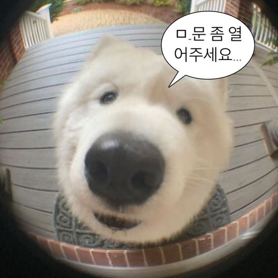 웃기고 하찮은 동물+말풍선 짤 모음 | 인스티즈