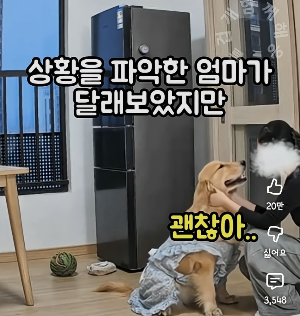 퇴근하니 우리 집 강아지가 눈치를 보며 축 처져있다 | 인스티즈