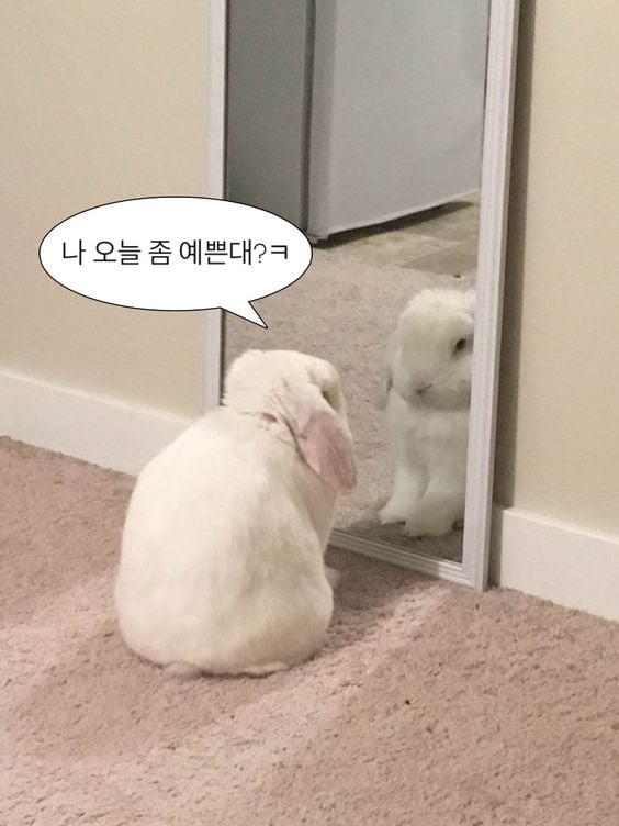 웃기고 하찮은 동물+말풍선 짤 모음 | 인스티즈