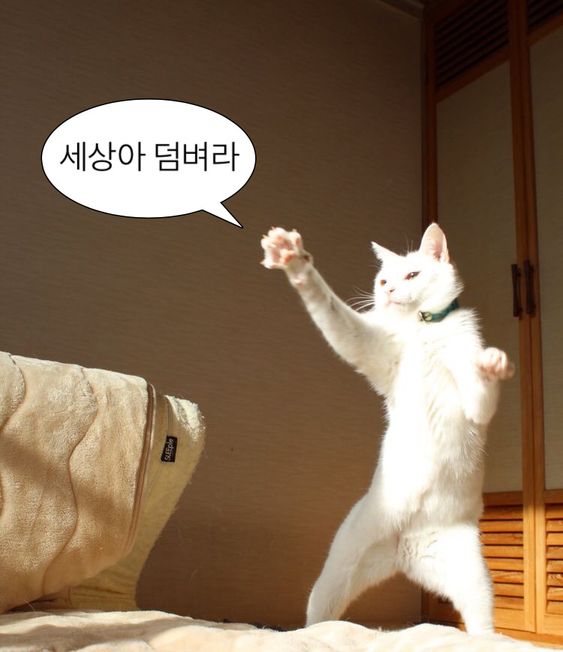 웃기고 하찮은 동물+말풍선 짤 모음 | 인스티즈