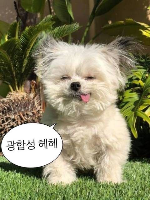 웃기고 하찮은 동물+말풍선 짤 모음 | 인스티즈
