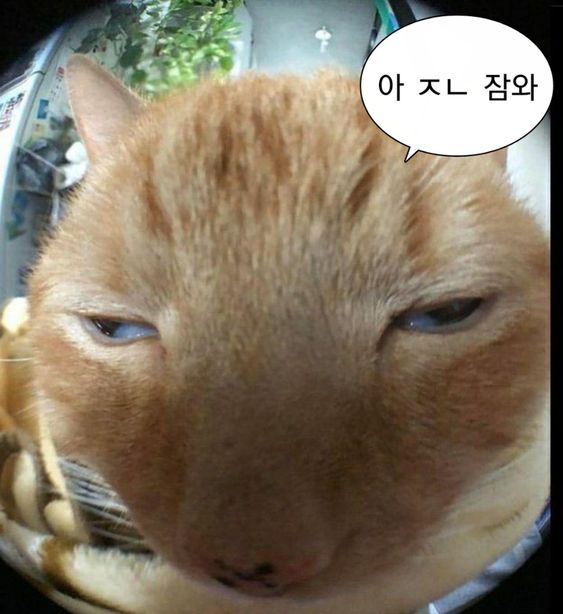 웃기고 하찮은 동물+말풍선 짤 모음 | 인스티즈