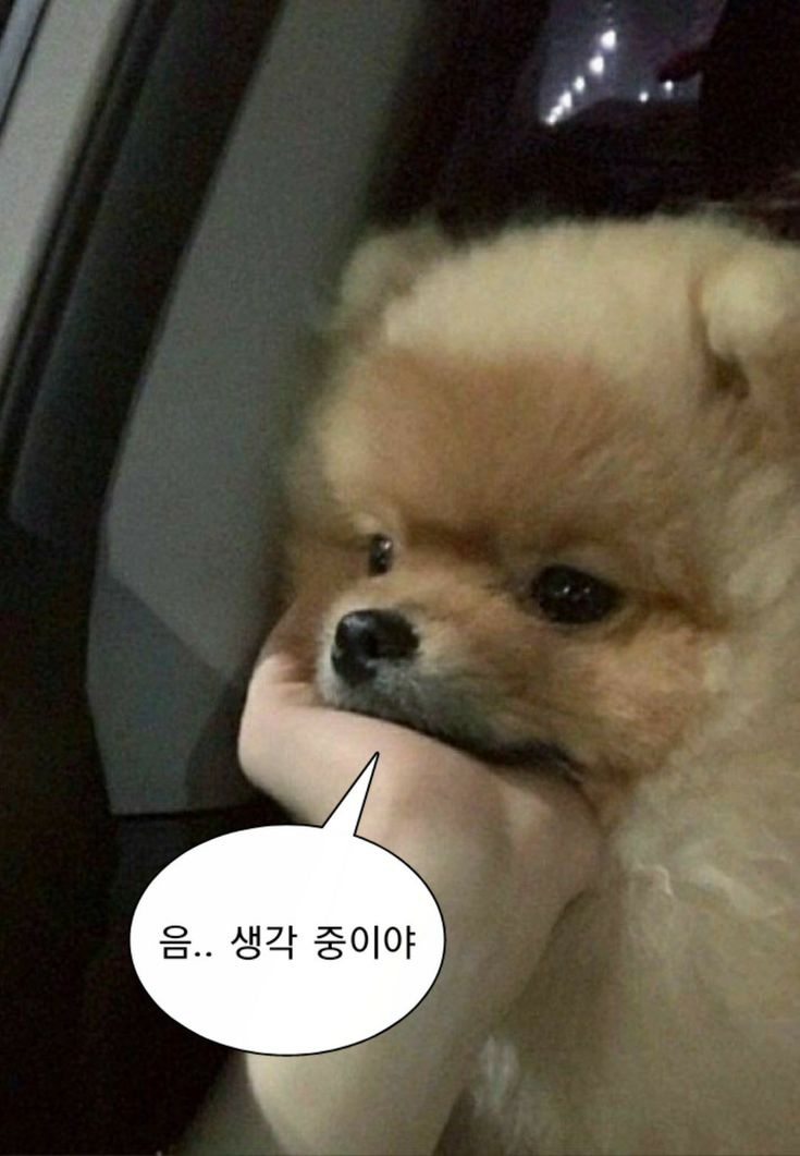 웃기고 하찮은 동물+말풍선 짤 모음 | 인스티즈