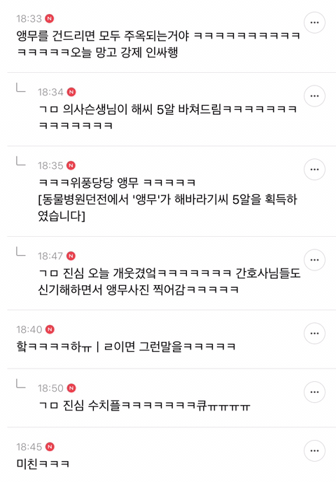 우리집 앵무새 데리고 건강검진 갔다가 수치플... | 인스티즈