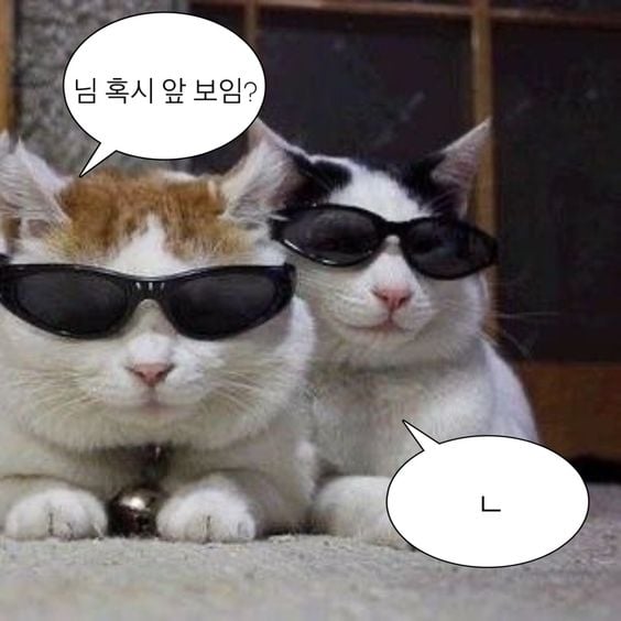 웃기고 하찮은 동물+말풍선 짤 모음 | 인스티즈