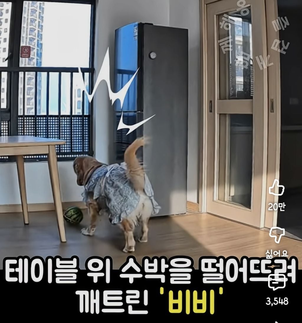 퇴근하니 우리 집 강아지가 눈치를 보며 축 처져있다 | 인스티즈