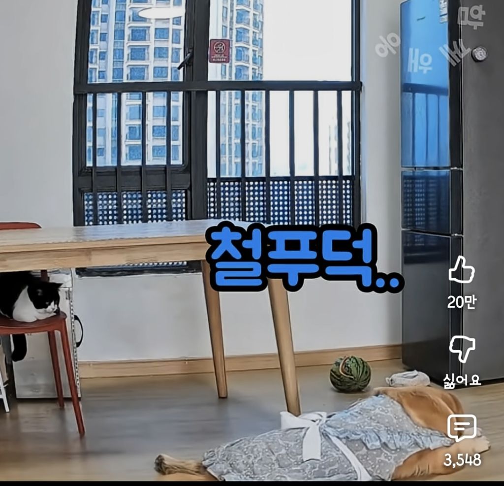 퇴근하니 우리 집 강아지가 눈치를 보며 축 처져있다 | 인스티즈