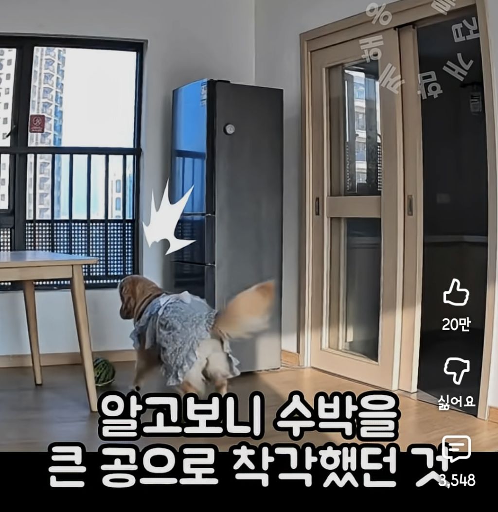 퇴근하니 우리 집 강아지가 눈치를 보며 축 처져있다 | 인스티즈