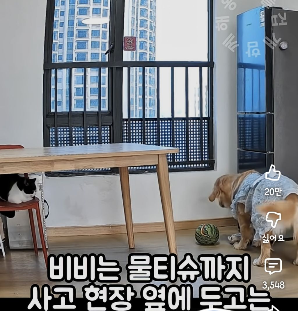 퇴근하니 우리 집 강아지가 눈치를 보며 축 처져있다 | 인스티즈