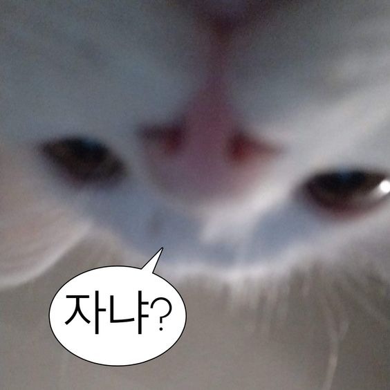 웃기고 하찮은 동물+말풍선 짤 모음 | 인스티즈