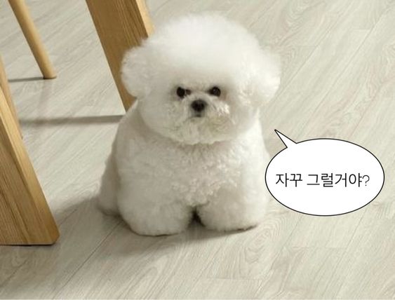 웃기고 하찮은 동물+말풍선 짤 모음 | 인스티즈