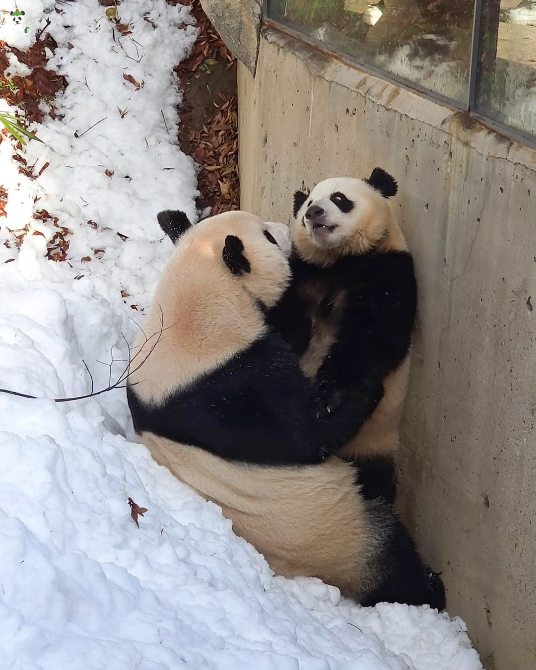 아이바오 사람같은 모먼트 🐼 | 인스티즈