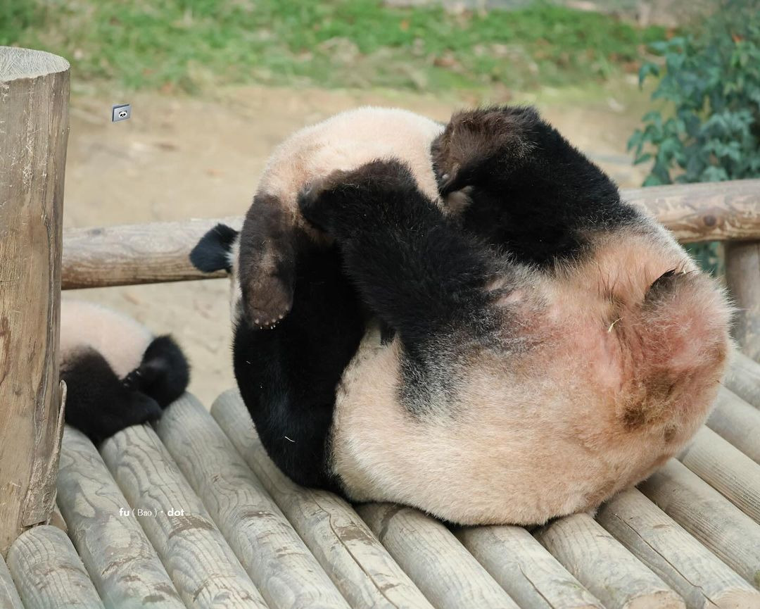 아이바오 사람같은 모먼트 🐼 | 인스티즈
