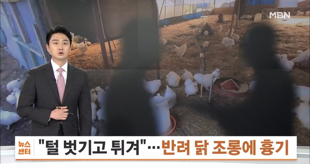 "털 벗겨 튀길 것"…반려 오골계 조롱한 동료에 흉기 휘둘렀다 실형 | 인스티즈
