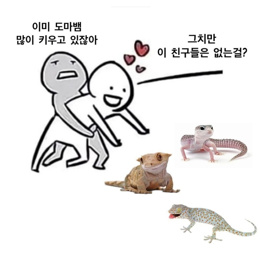 파충류판의 고질병인 '입양병' | 인스티즈