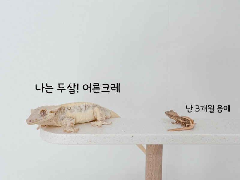 파충류판의 고질병인 '입양병' | 인스티즈
