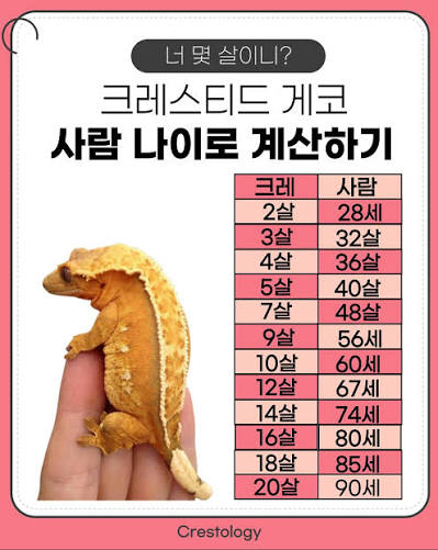 파충류판의 고질병인 '입양병' | 인스티즈