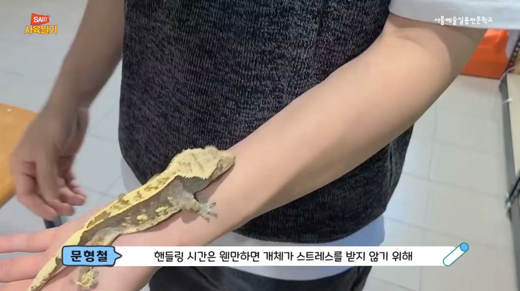 파충류판의 고질병인 '입양병' | 인스티즈
