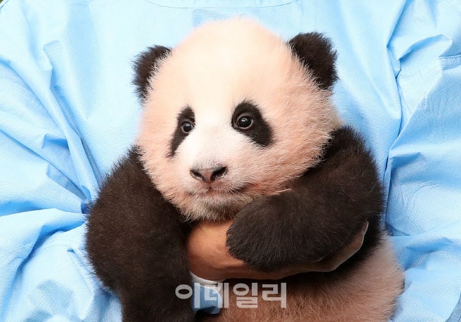 루이바오가 흰자가 많이 보이는 이유 | 인스티즈