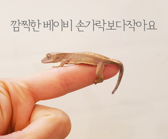 파충류판의 고질병인 '입양병' | 인스티즈