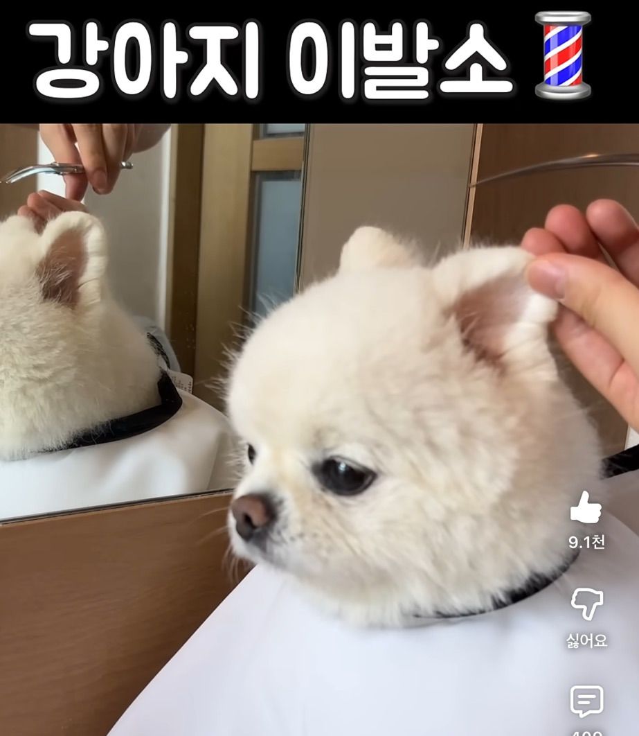 강아지 이발소💈 | 인스티즈