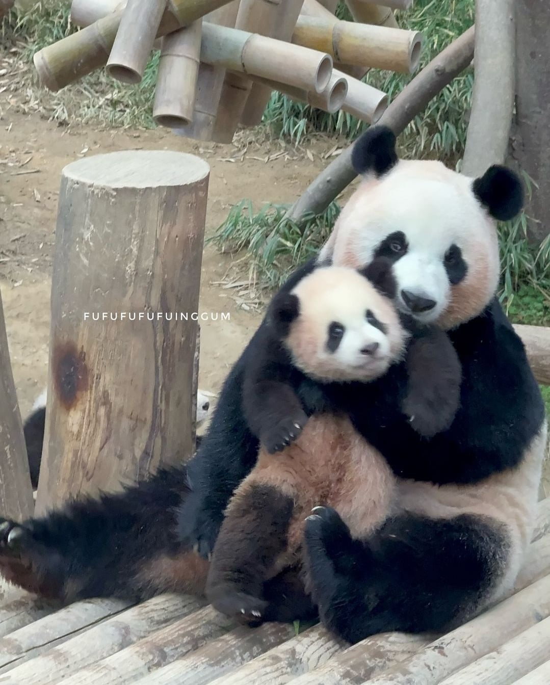 아이바오 사람같은 모먼트 🐼 | 인스티즈