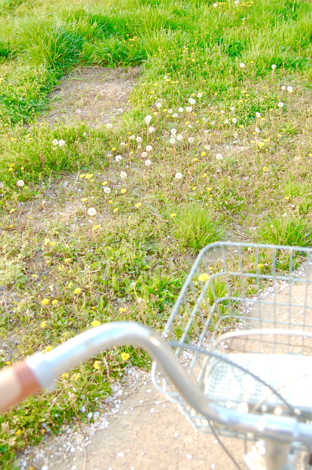 반년동안 모은 자전거 바구니 사진 🚲✨🌿 | 인스티즈