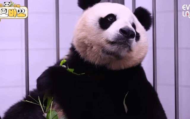 아이바오 사람같은 모먼트 🐼 | 인스티즈