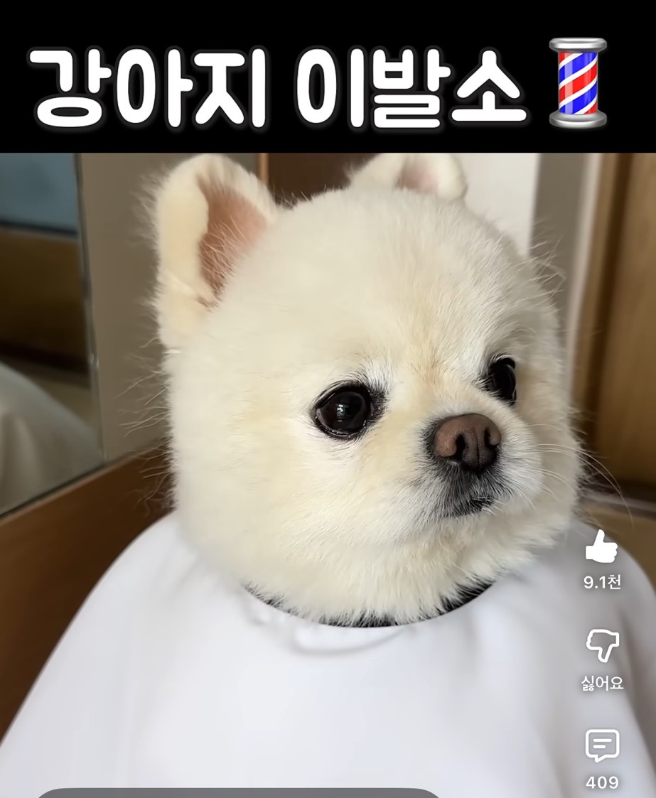 강아지 이발소💈 | 인스티즈