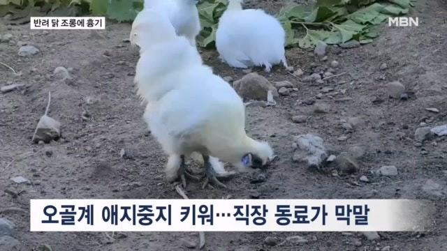 "털 벗겨 튀길 것"…반려 오골계 조롱한 동료에 흉기 휘둘렀다 실형 | 인스티즈