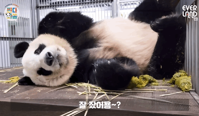 아이바오 사람같은 모먼트 🐼 | 인스티즈
