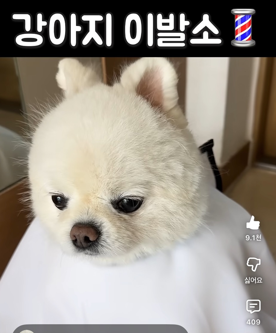 강아지 이발소💈 | 인스티즈