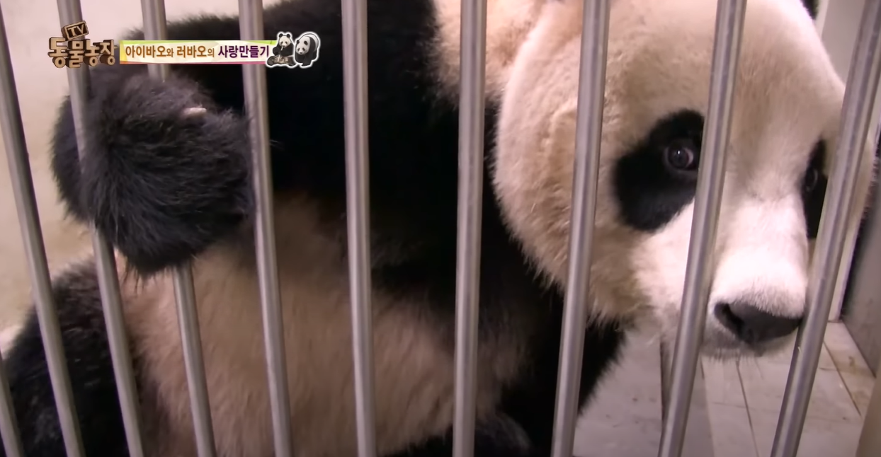 아이바오 사람같은 모먼트 🐼 | 인스티즈