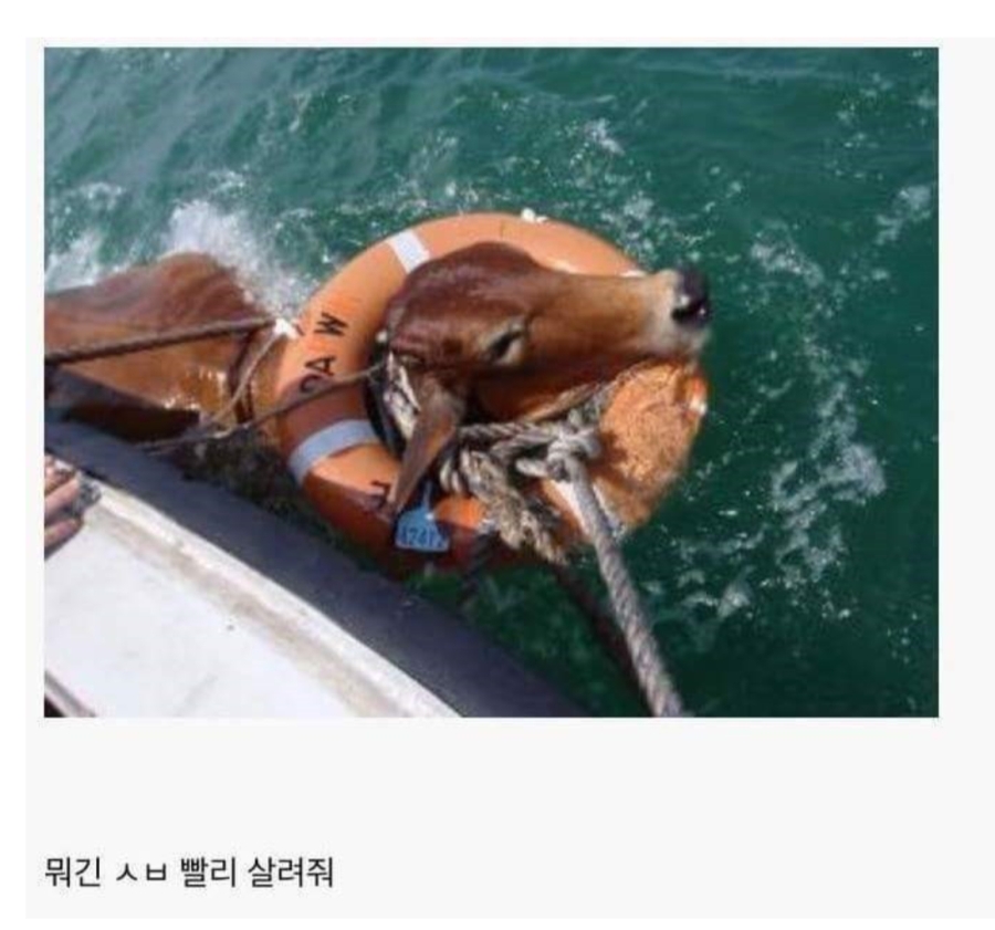 소가 물에 빠지면? | 인스티즈